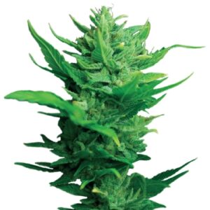 Think Different Auto Feminized Seeds