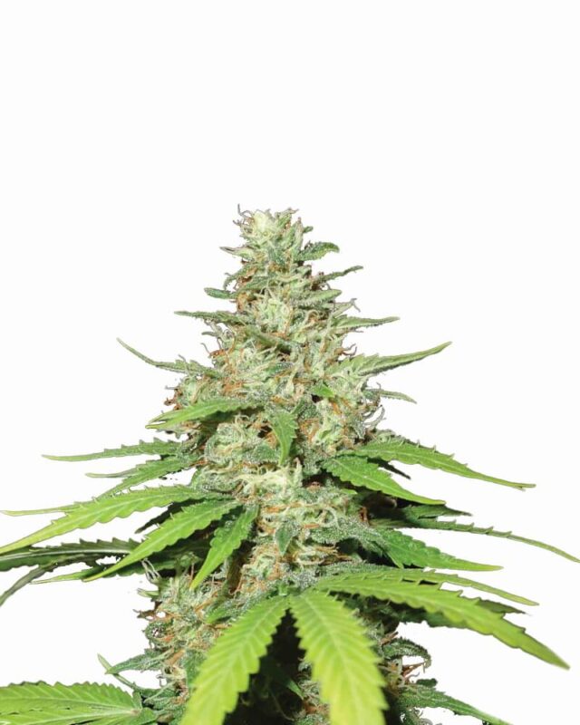 Top 44 Auto Feminized Seeds