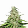 Buy Top 44 Regular Seeds by Nirvana in America - Image 2