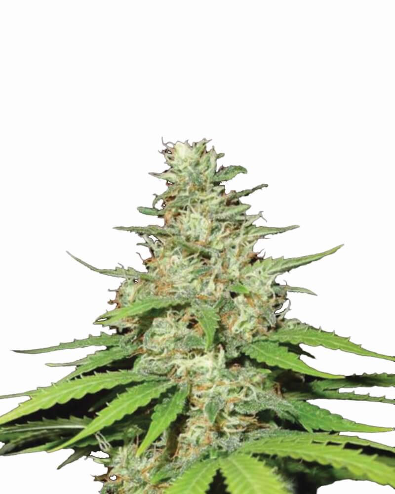 Buy Top 44 Regular Seeds by Nirvana in America - Image 2