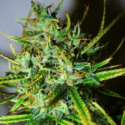 Top 44 Feminized Seeds