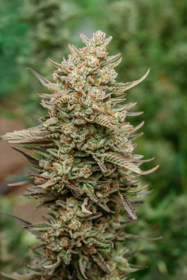 Top Gun Auto Feminized Seeds