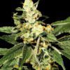 Buy Trainwreck Feminized Seeds by Greenhouse Seed Co. in America - Image 2