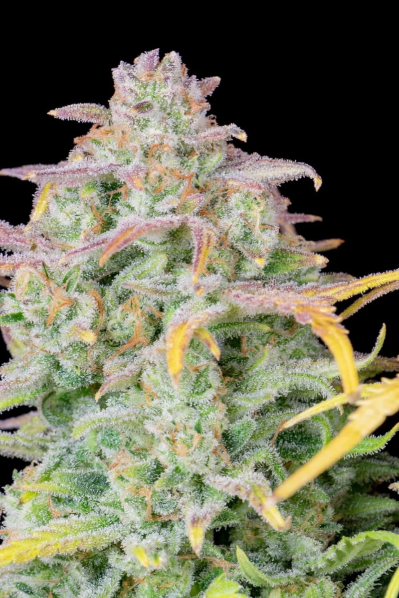 Buy Original Trainwreck Auto Feminized Seeds by FastBuds in America ...