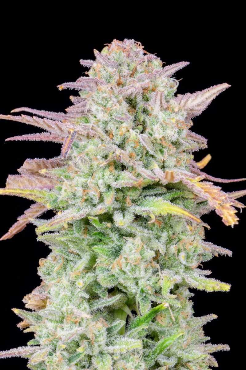 Original Trainwreck Auto Feminized Seeds Original Trainwreck Auto Feminized Seeds