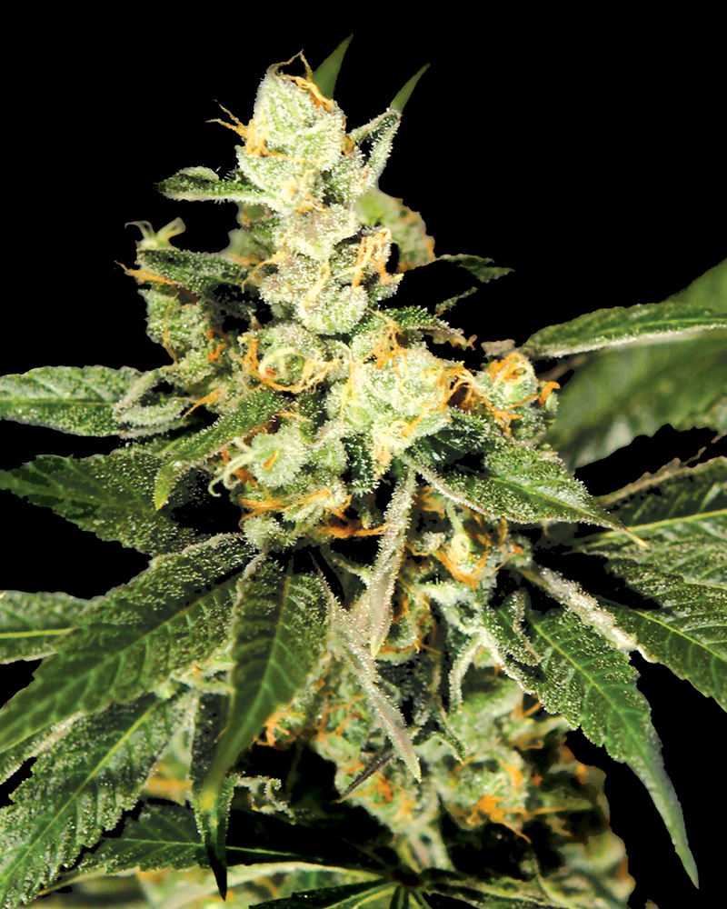 Buy Trainwreck Feminized Seeds by Greenhouse Seed Co. in America - Image 2