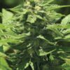 Trainwreck Auto Feminized Seeds