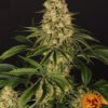 Tropicanna Banana Feminized Seeds