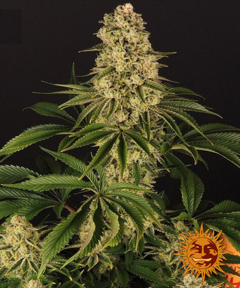 Tropicanna Banana Feminized Seeds