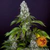 Tropicanna Banana Feminized Seeds