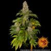 Tropicanna Banana Feminized Seeds