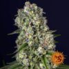 Tropicanna Banana Feminized Seeds