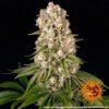 Tropicanna Banana Feminized Seeds