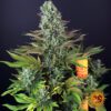 Tropicanna Banana Feminized Seeds