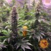 Tropicanna Banana Feminized Seeds