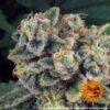Buy Tropicanna Banana Feminized Seeds by Barney's Farm in America - Image 8
