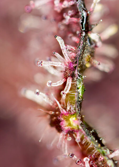 tropicanna-poison-f1-fast-macro