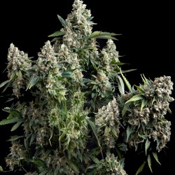 Tutankhamon Feminized Seeds