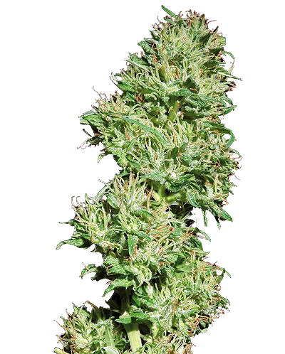 Utopia Haze Feminized Seeds