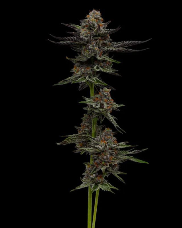 Vanilla Créme Pie Feminized Seeds