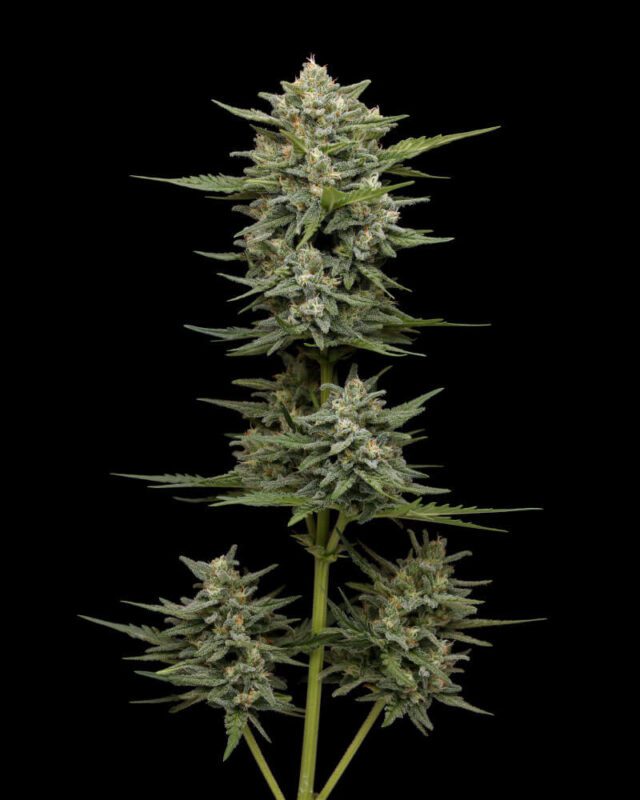 Vanilla Latte Auto Feminized Seeds