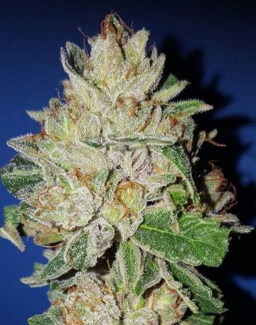 Violet Kush Feminized Seeds