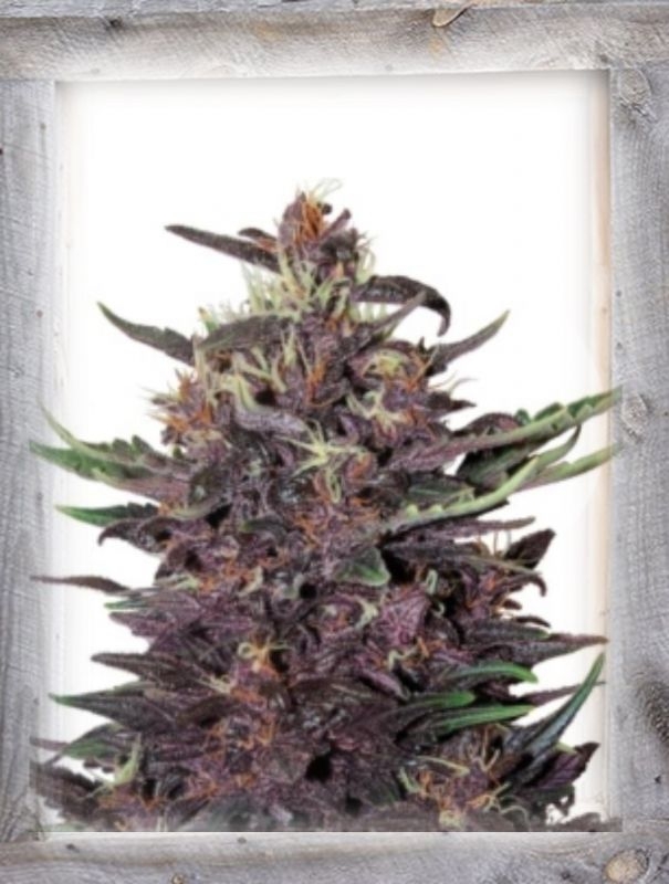 Violet Kush Auto Feminized Seeds