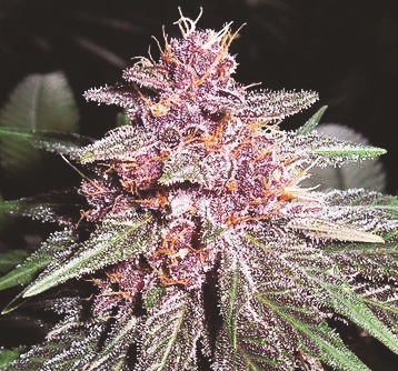 Violeta Feminized Seeds