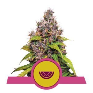 Watermelon Feminized Seeds