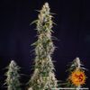 Watermelon Zkittlez Auto Feminized Seeds