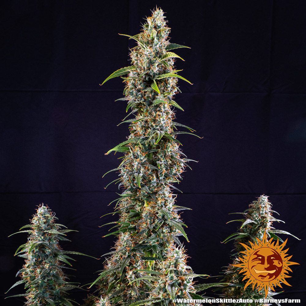 Watermelon Zkittlez Auto Feminized Seeds