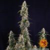 Watermelon Zkittlez Auto Feminized Seeds