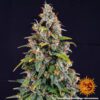 Watermelon Zkittlez Auto Feminized Seeds