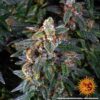 Watermelon Zkittlez Auto Feminized Seeds