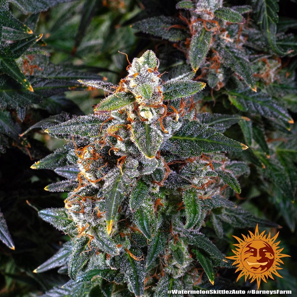 Watermelon Zkittlez Auto Feminized Seeds