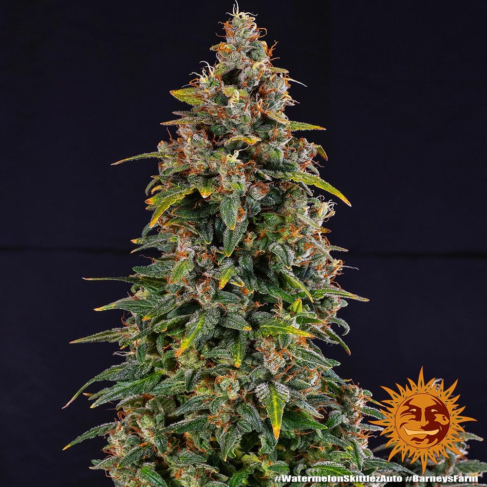 Watermelon Zkittlez Auto Feminized Seeds