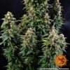 Watermelon Zkittlez Auto Feminized Seeds
