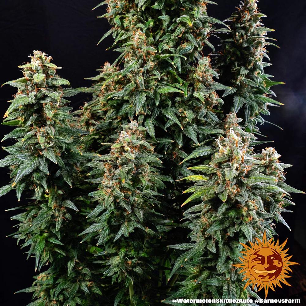 Watermelon Zkittlez Auto Feminized Seeds