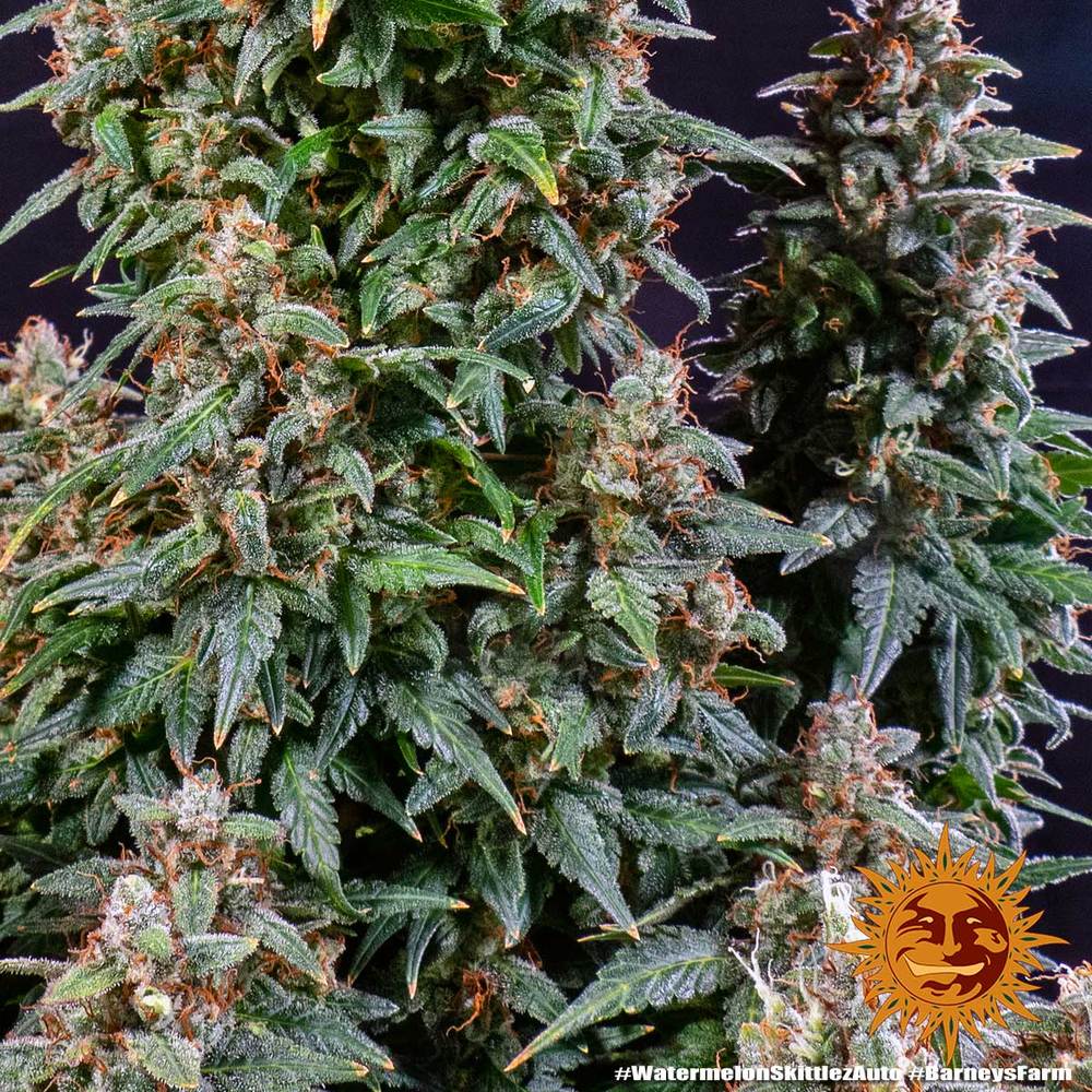 Watermelon Zkittlez Auto Feminized Seeds