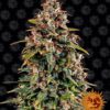 Watermelon Zkittlez Auto Feminized Seeds
