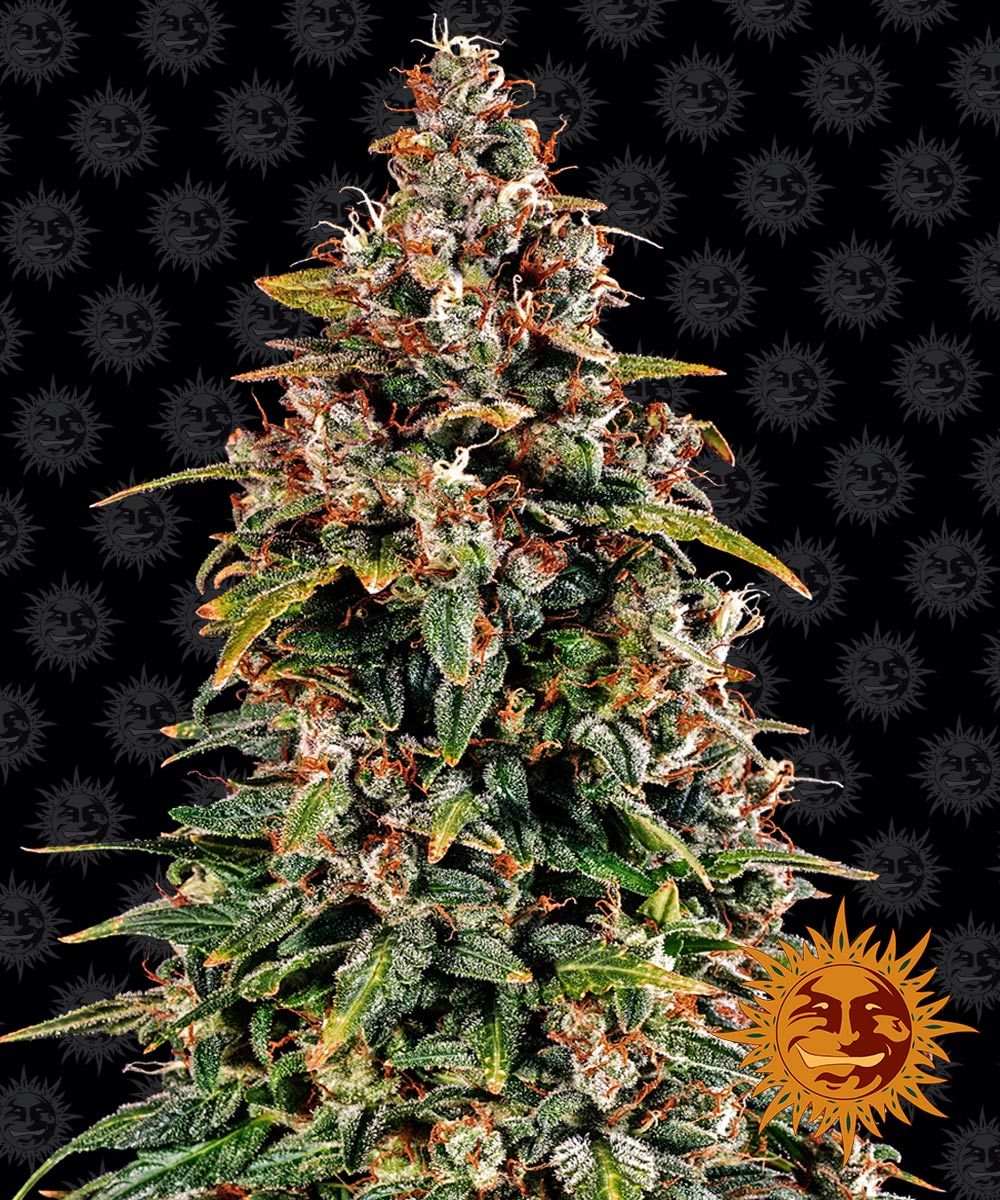 Watermelon Zkittlez Auto Feminized Seeds