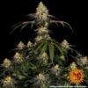Watermelon Zkittlez Feminized Seeds