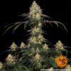 Watermelon Zkittlez Feminized Seeds