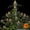 Watermelon Zkittlez Feminized Seeds