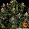 Watermelon Zkittlez Feminized Seeds