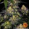 Watermelon Zkittlez Feminized Seeds