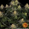 Watermelon Zkittlez Feminized Seeds
