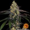 Buy Watermelon Zkittlez Feminized Seeds by Barney's Farm in America - Image 8