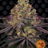 Watermelon Zkittlez Feminized Seeds