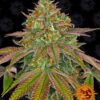 Wedding Cake Feminized Seeds
